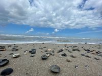 Muscheln IMG_4722